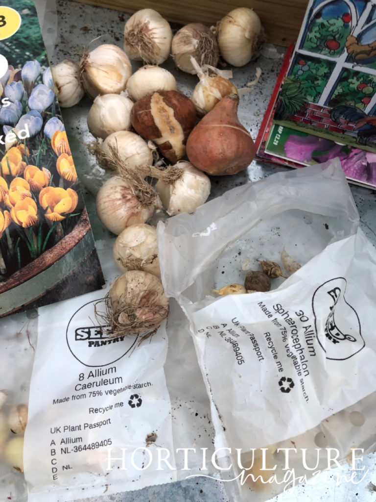 a bag of small allium bulbs placed next to larger tulip bulbs that are lying on a potting table
