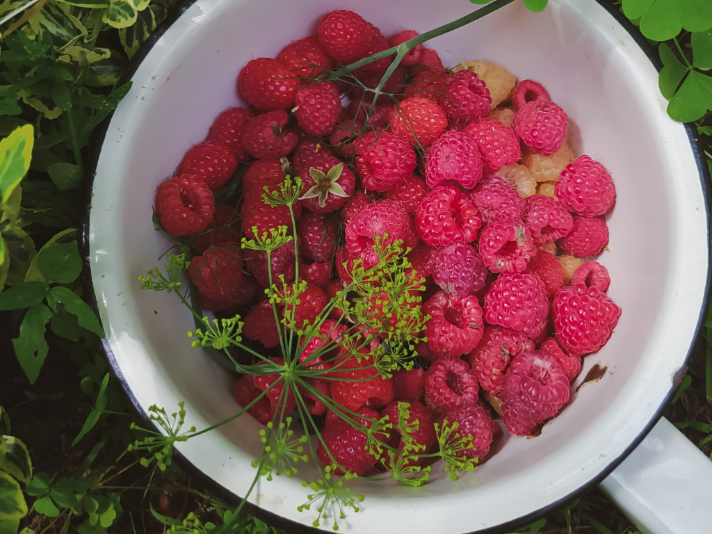 a white container full of harvested red and yellow raspberries placed in between lots of green foliage