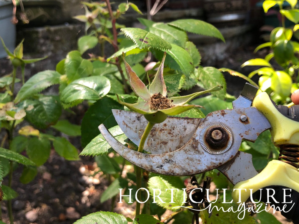 a pair of secateurs being used to deadhead a spent rose growing outside
