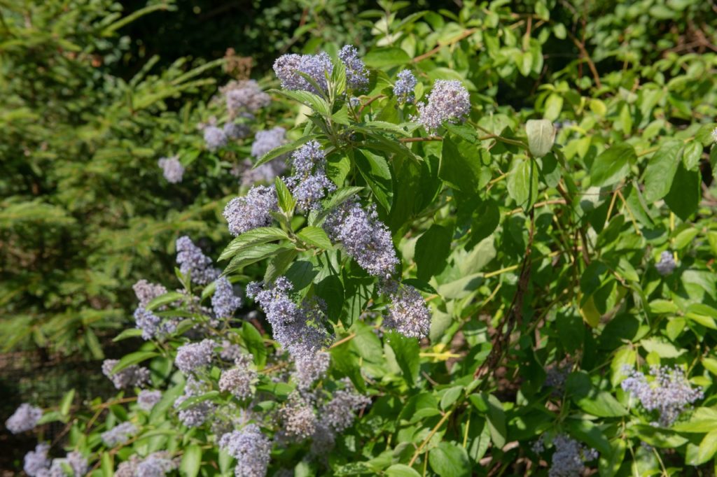 lilac flowering Ceanothus × delileanus 'Gloire de Versailles'