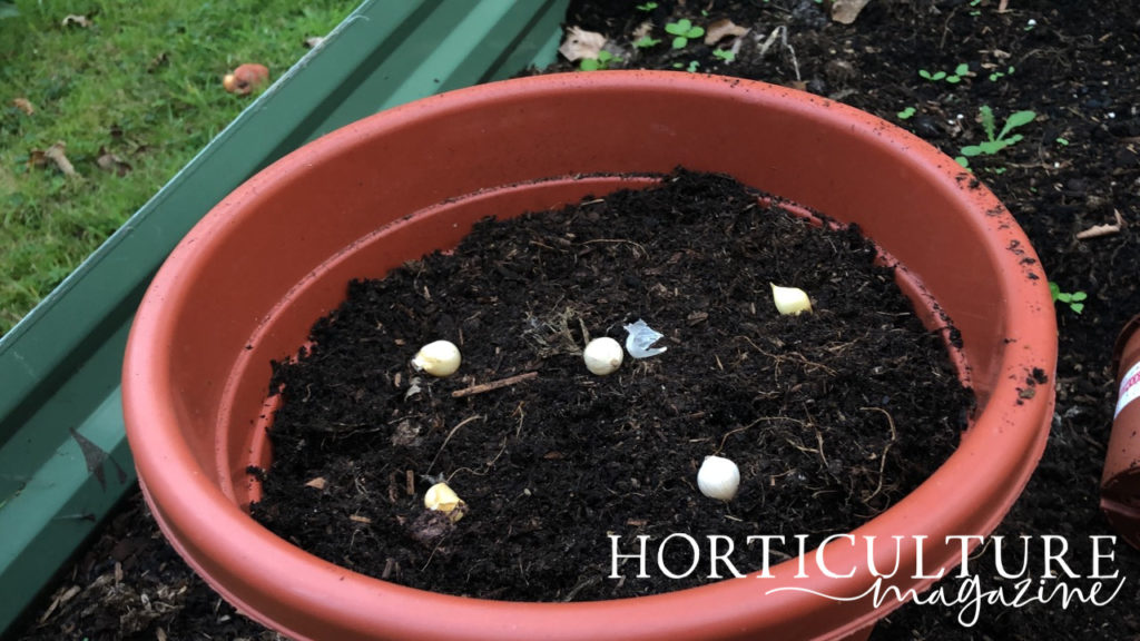 layering very small allium bulbs by placing them at equal distances in a round container
