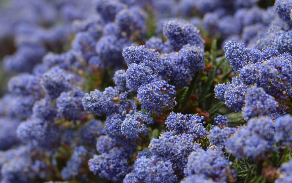 Ceanothus × delileanus 'Henri Desfossé' with blue flowering panicles