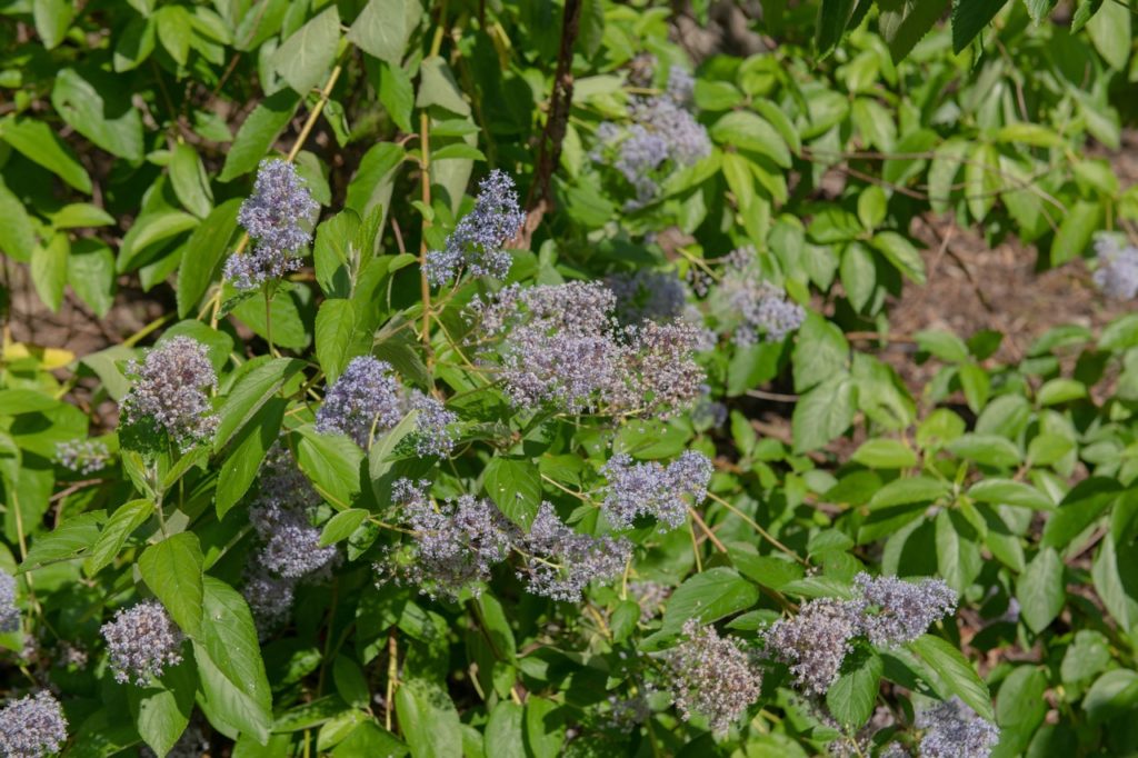 ceanothus with lilac flowering panicles growing in the ground outside