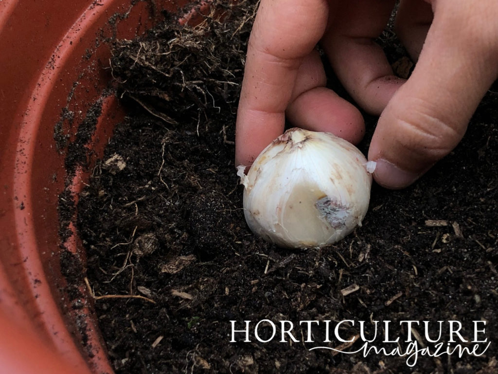 magnified view of hand placing an allium bulb into a pot