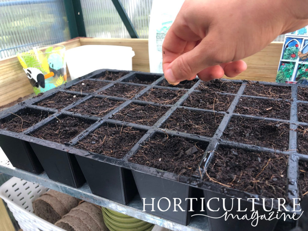 snapdragon seeds being scattered onto cells on a seed tray that are filled with compost growing inside a greenhouse