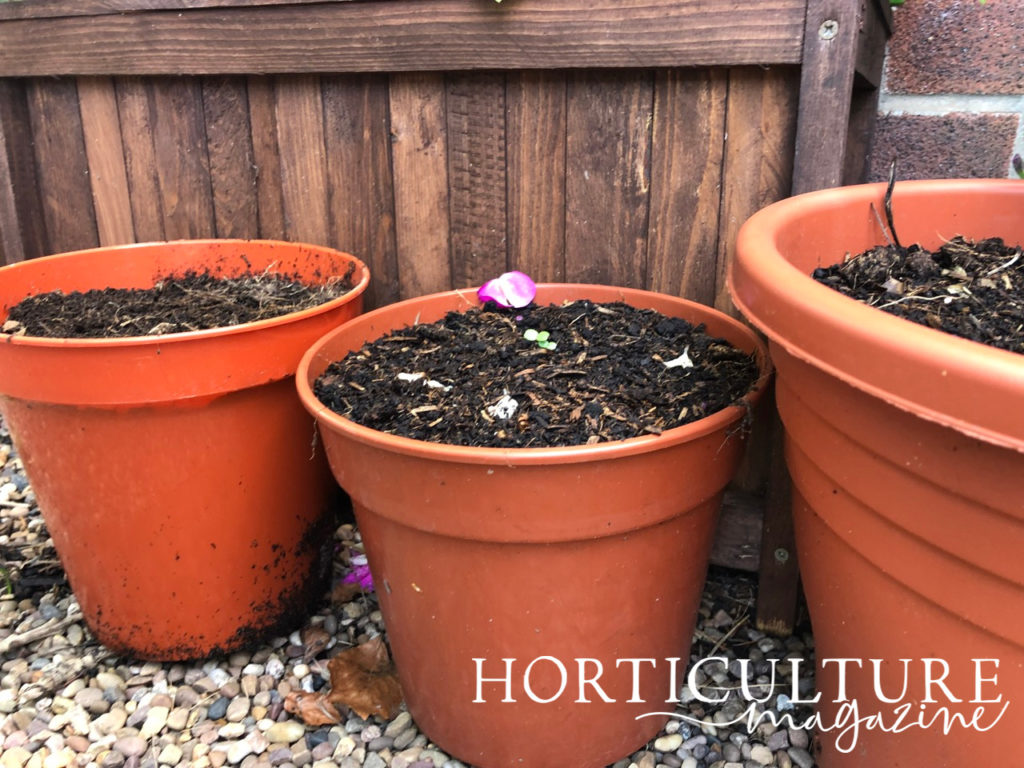 potted tulip bulbs that have been covered in compost growing in containers in front of a wooden fence