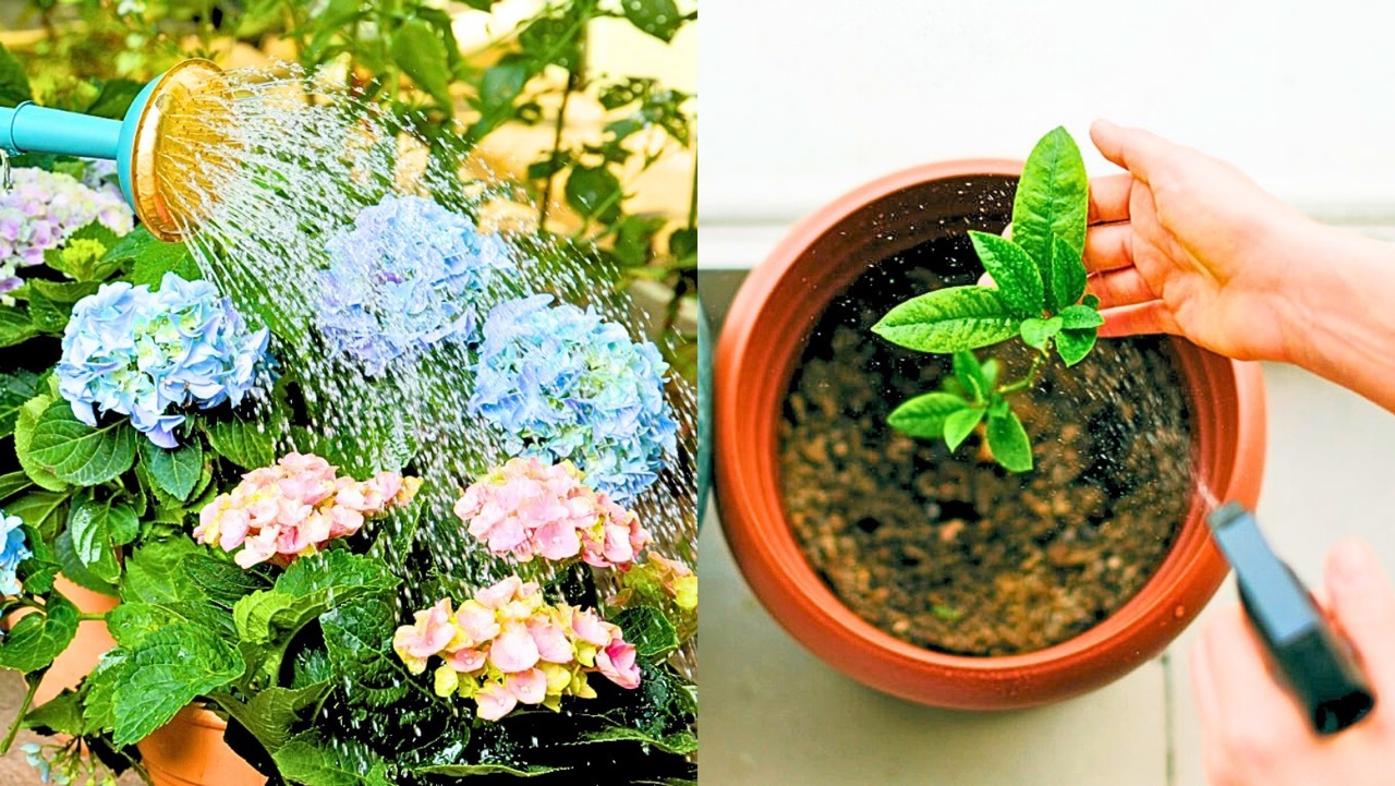 Is There Actually A Best Time To Water Plants? Here