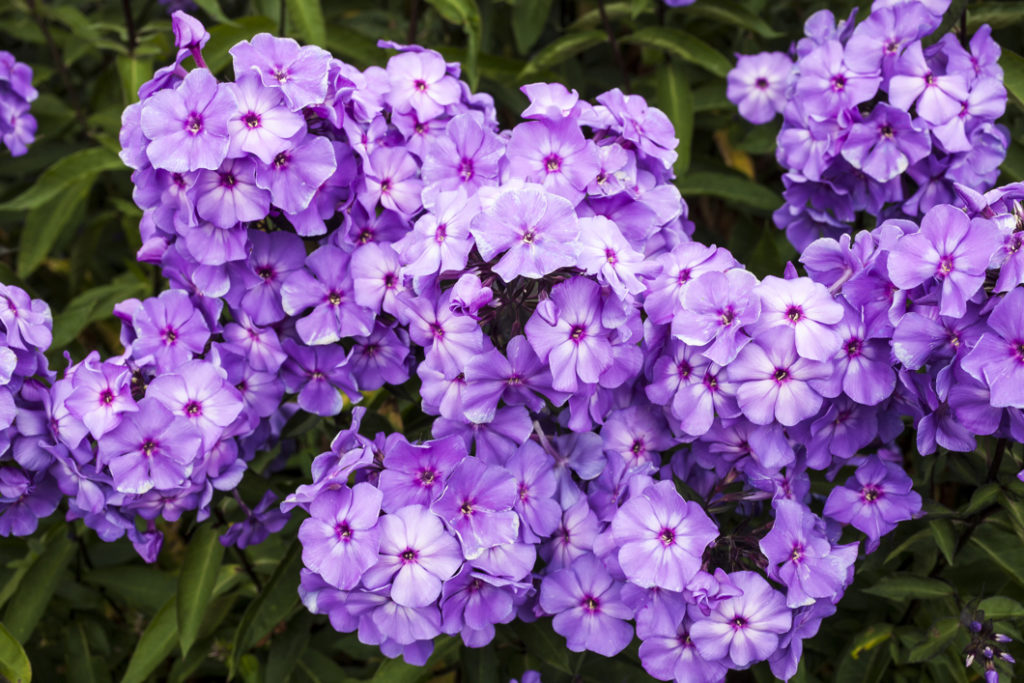 purple flowering phlox plant growing in clusters outside