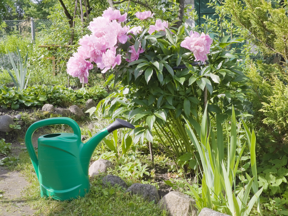 pink flowering tree peonies growing in a garden border next to lots of green coniferous plants with a green watering can placed next to it