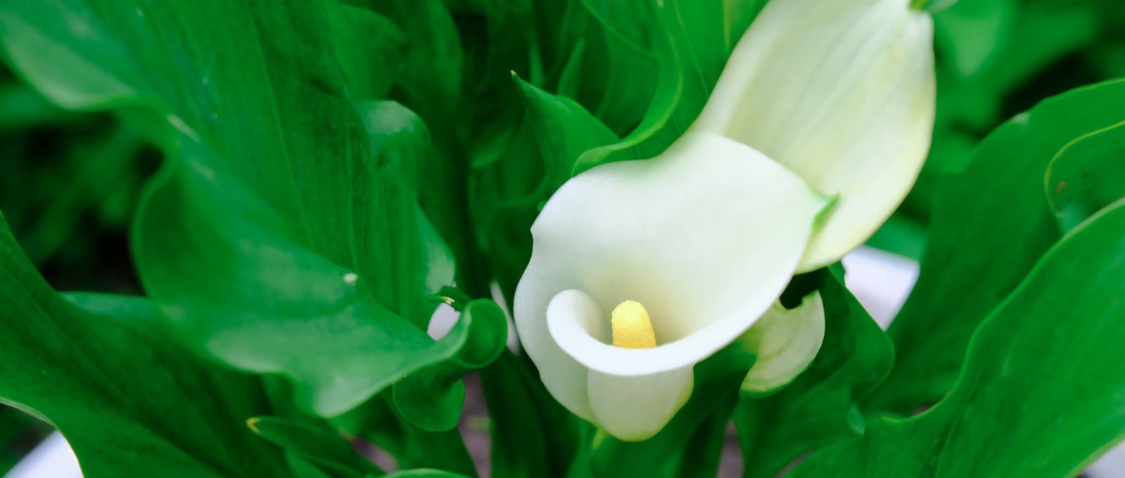 white flowering zantedeschia aethiopica with large green leaves