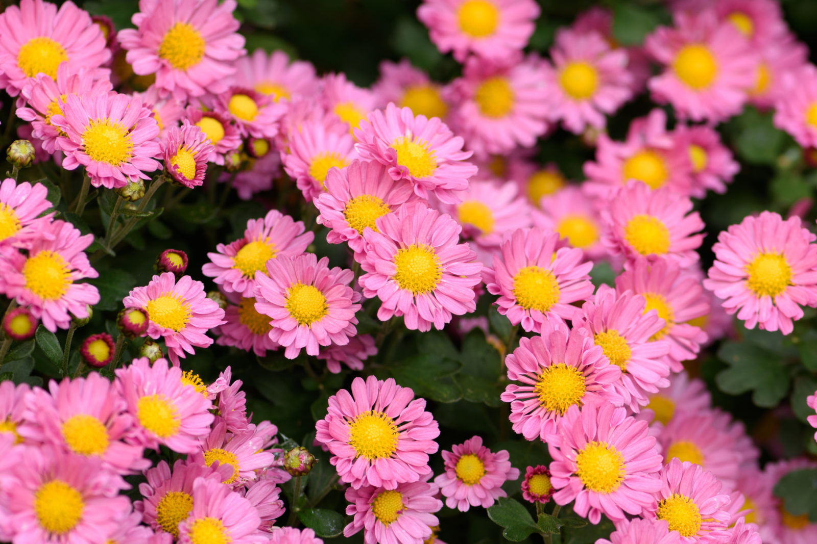 pink flowering asters with yellow centres growing side by side outside