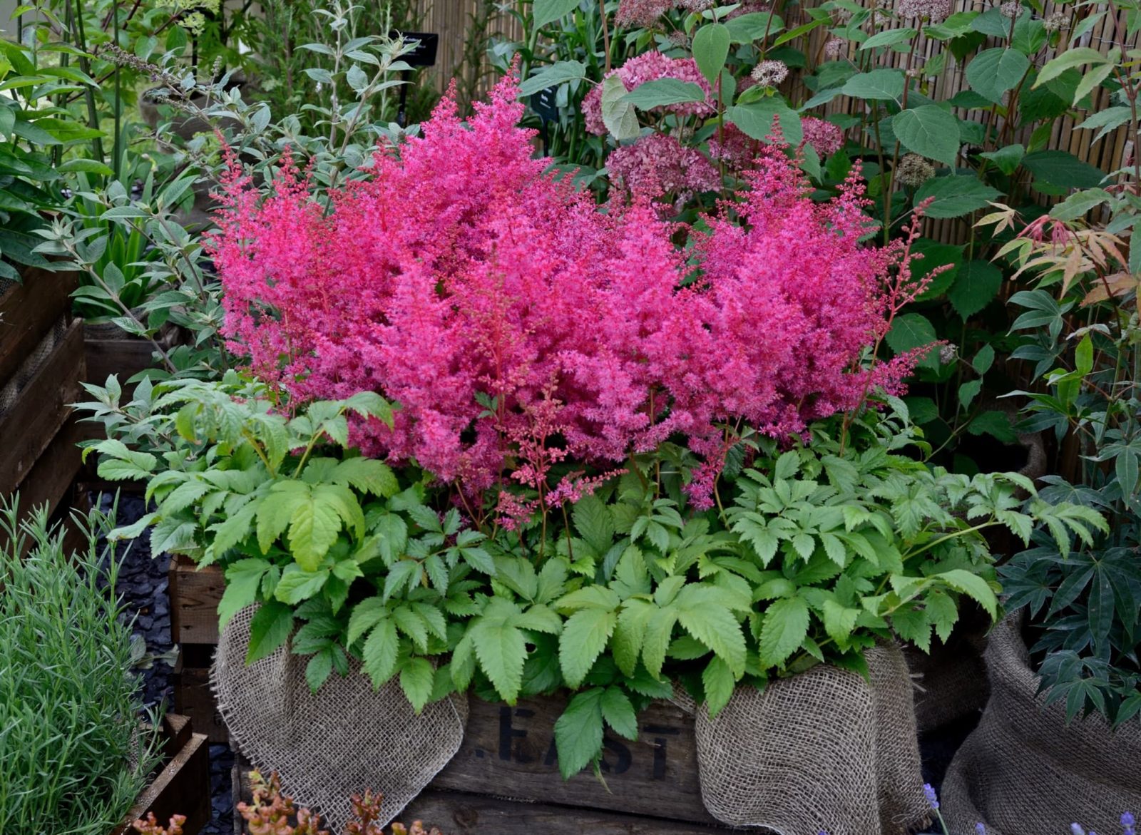 astilbe with pink upright blooms in a pallet container