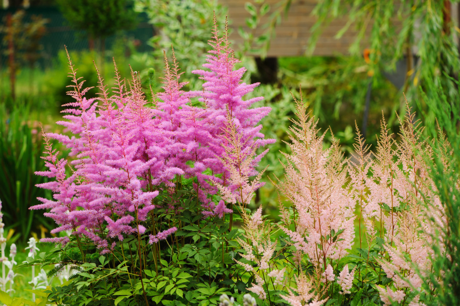 pink and cream flowering astilbe growing outside