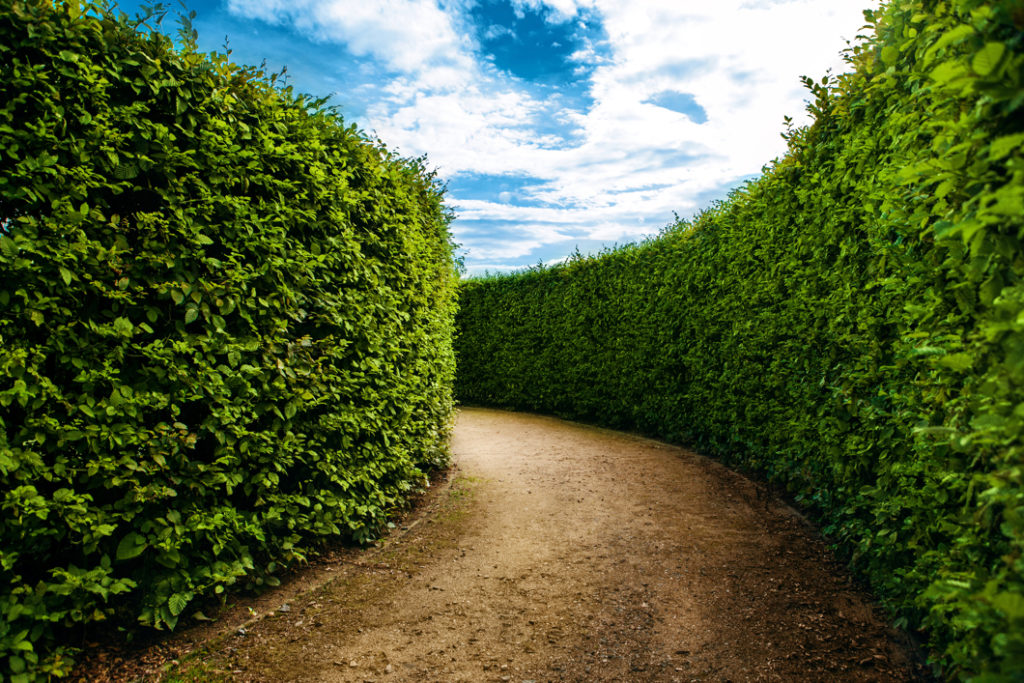 tall, formal shrubs on either side of a garden path on a sunny day