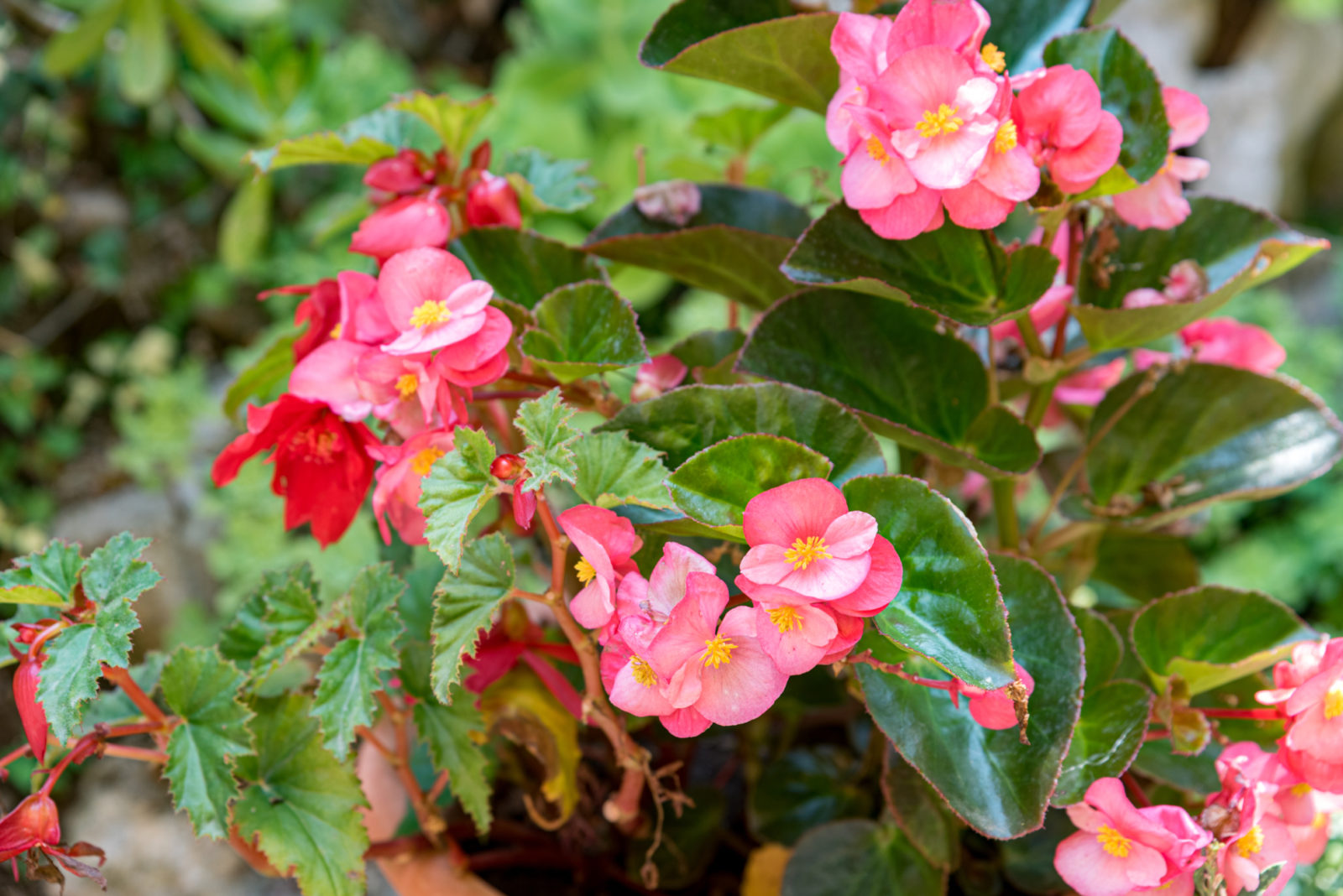 Begonia Papillon Clair De Lune Achat En Ligne horticulture.co.uk