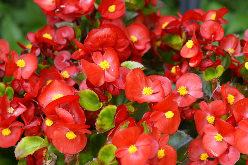How (And When) To Deadhead Begonias Horticulture.co.uk