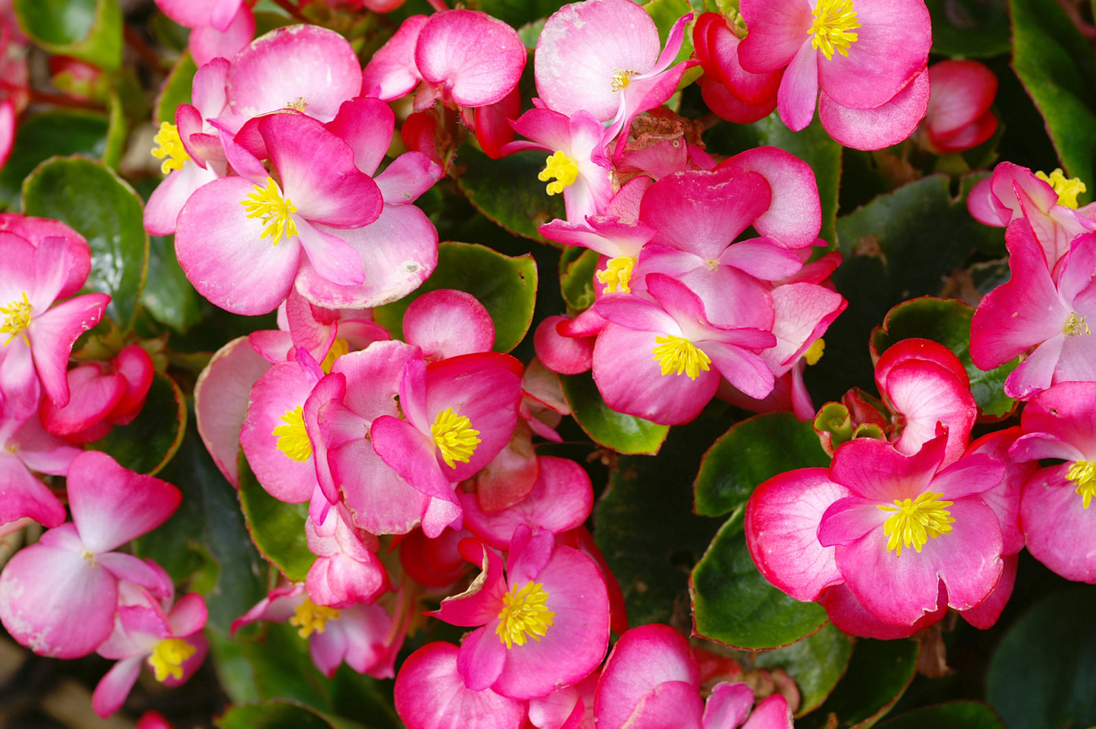 pink flowering begonia shrub with yellow centres