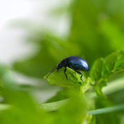 blue mint bettle resting on the leaf of a mint plant growing outside