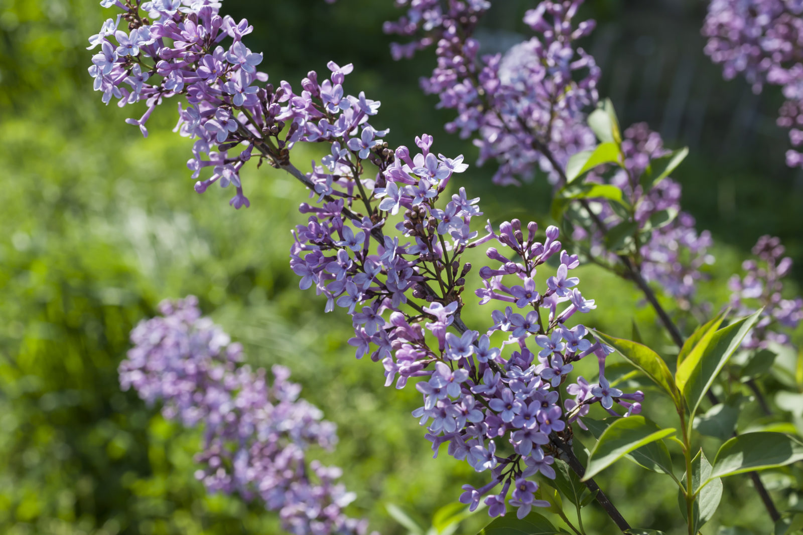 How (And When) To Deadhead Buddleja Horticulture.co.uk