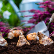 various bulbs resting on the soil of soil with a trowel in the background ready to plant them