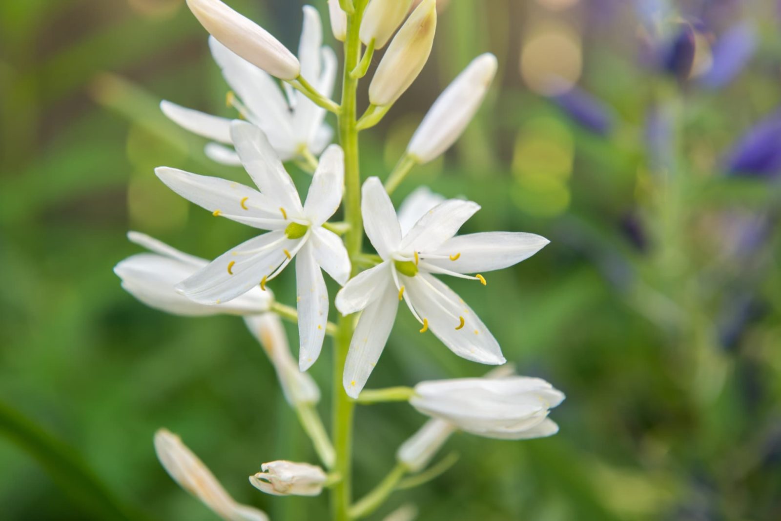 white flowering variety of Great Camas