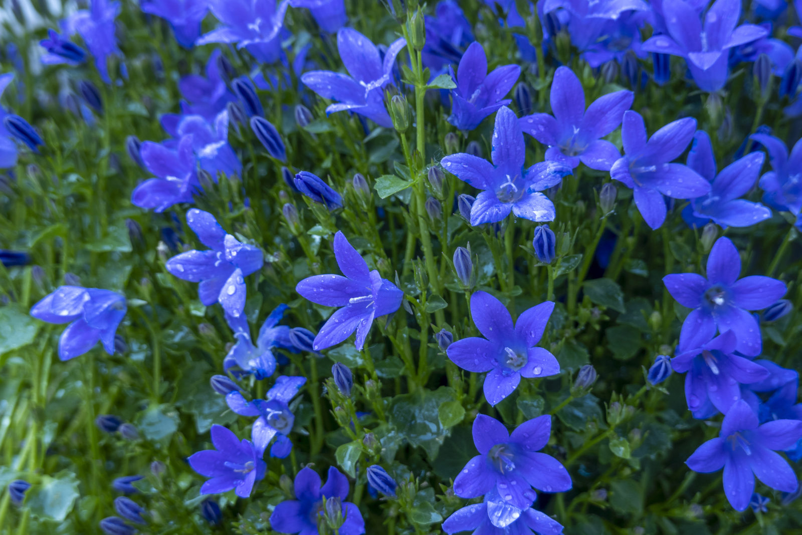deep blue campanula flowers growing outside in a cluster