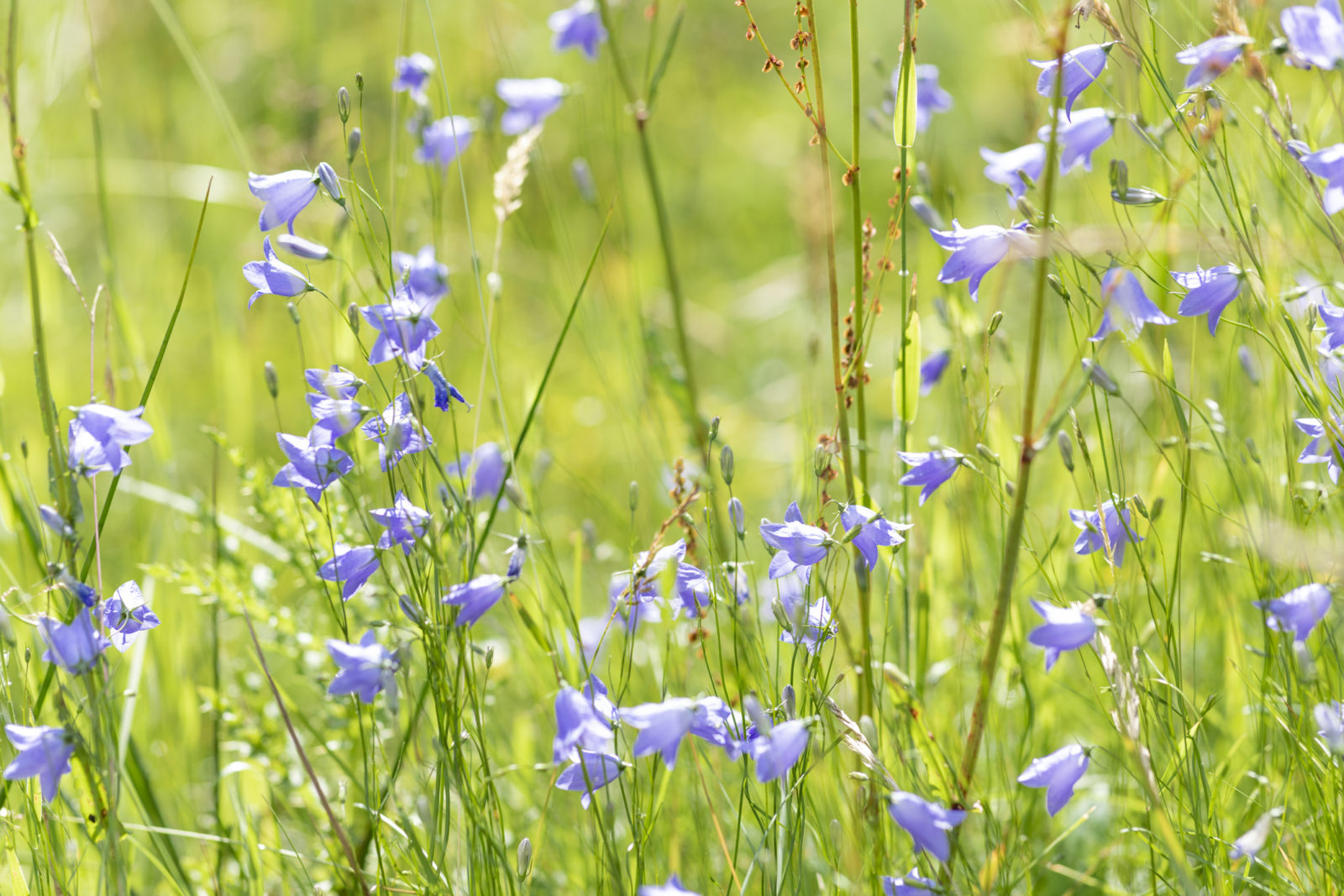 blue campanulas with tall stems growing in a grassy field outside