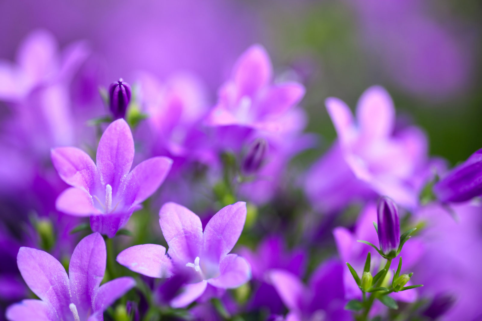 purple campanula growing outside in a field