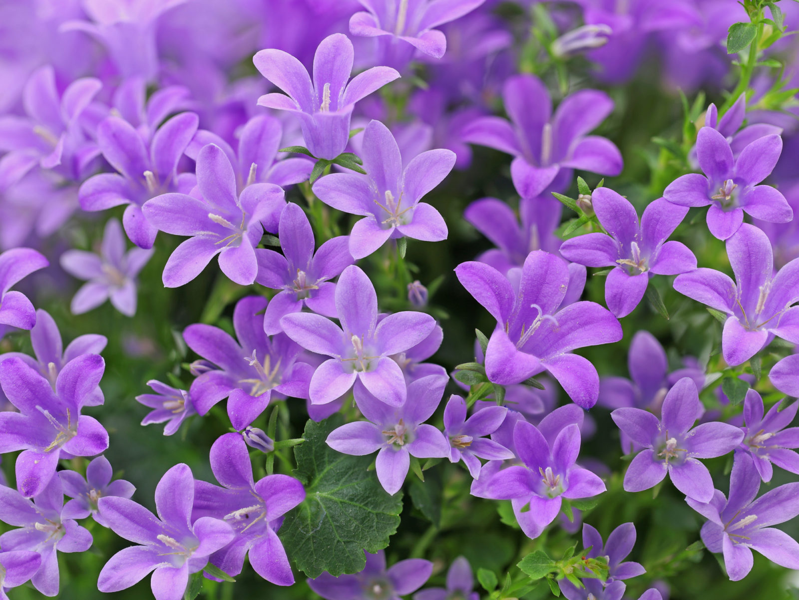 purple flowering campanula shrub growing outside