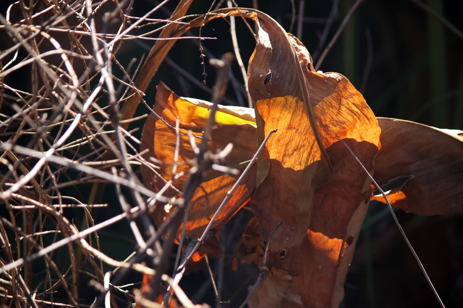 dry withered foliage from a canna lily plant