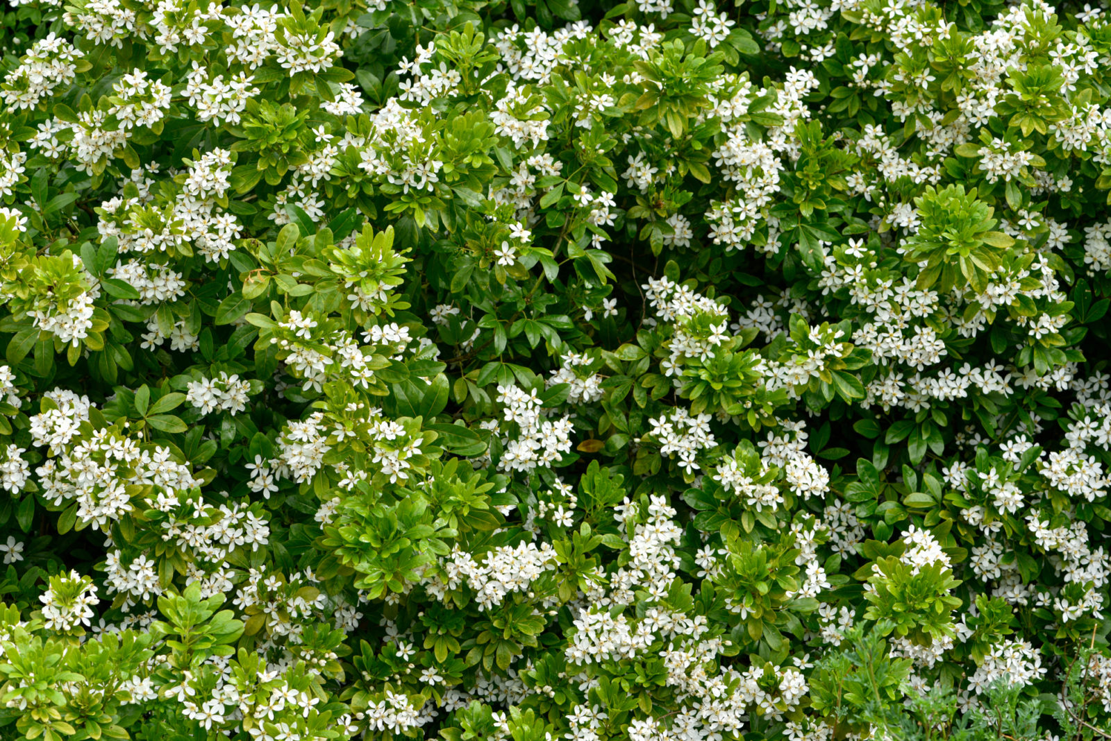 white flowering choisya shrub growing outside