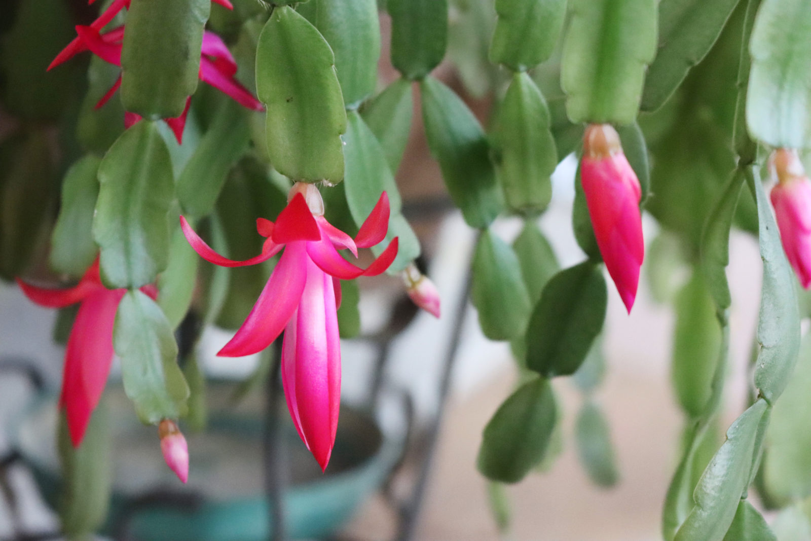 pink flowering christmas cactus growing in a container inside