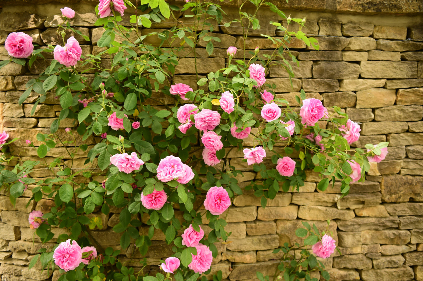 pink flowering rose plant growing against a wall