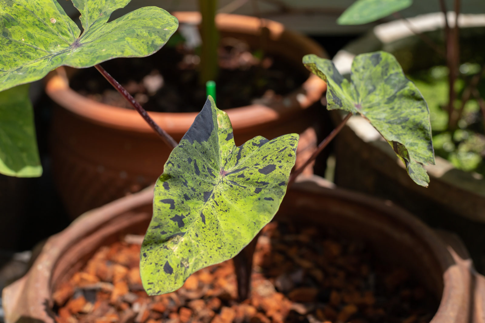 small colocasia seedling with variegated green leaves growing in a pot