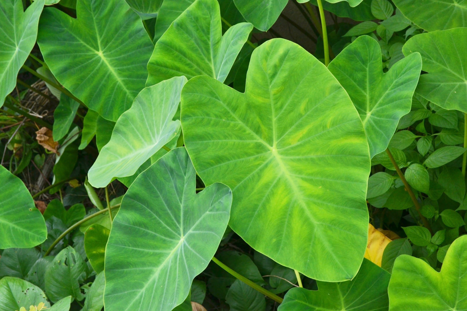 green heart-shaped colocasia leaves growing outside