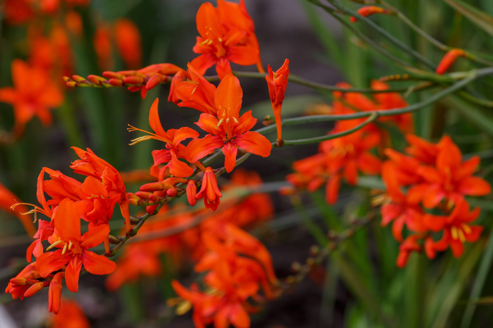 red flowering crocosmia flowers growing outside