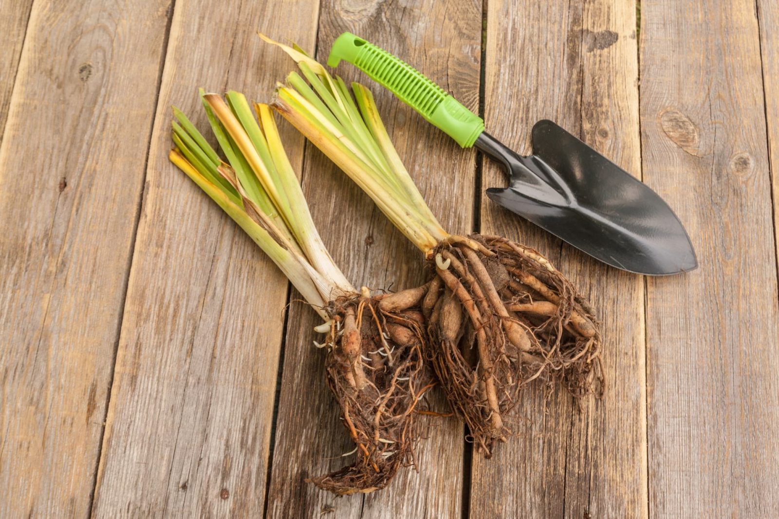 two hemerocallis root divisions on a wooden table with hand trowel sat alongside them