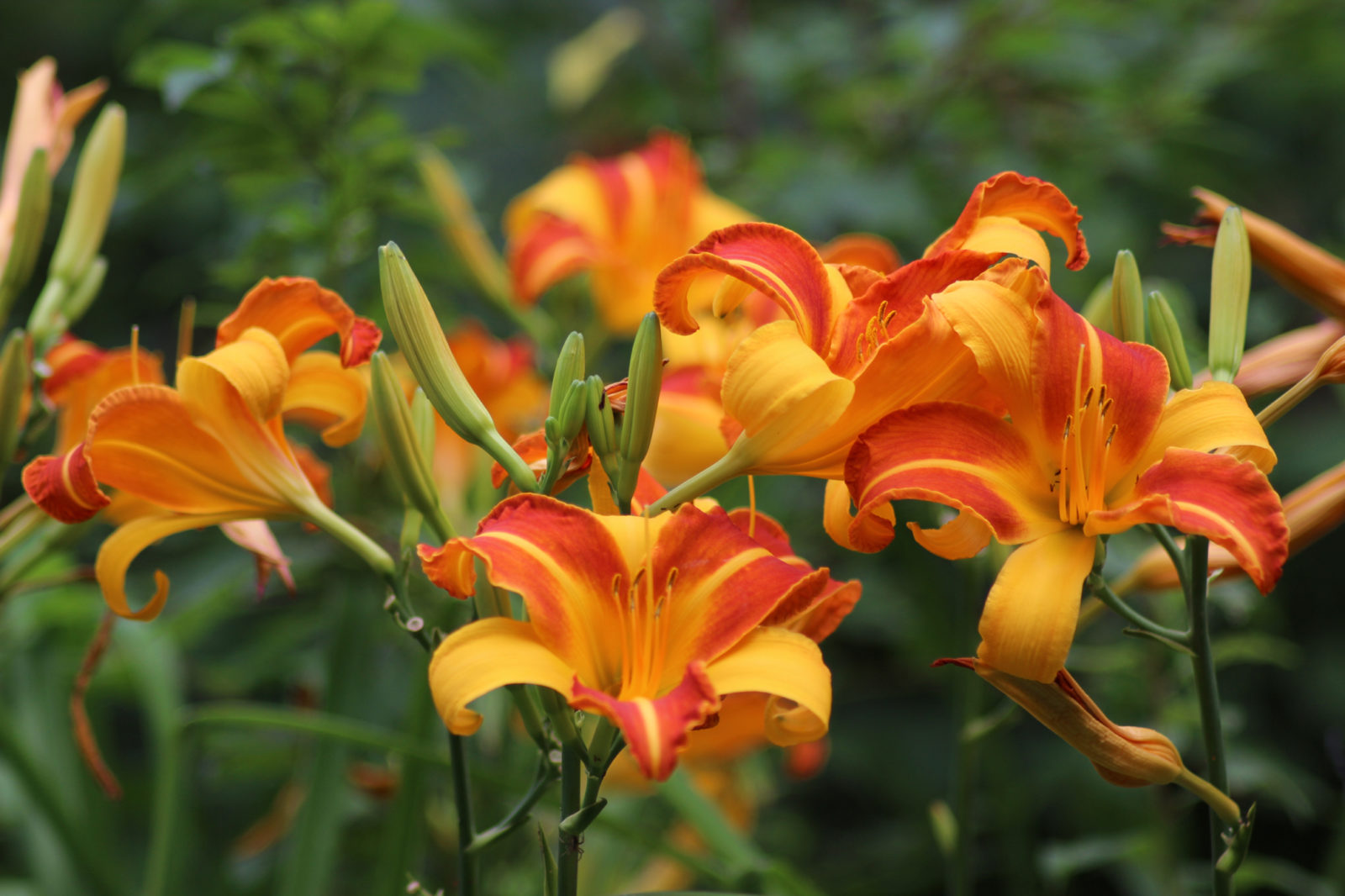 orange flowering daylilies growing outside in a field