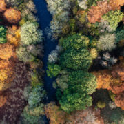 overhead shot of deciduous trees with orange, green and red foliage