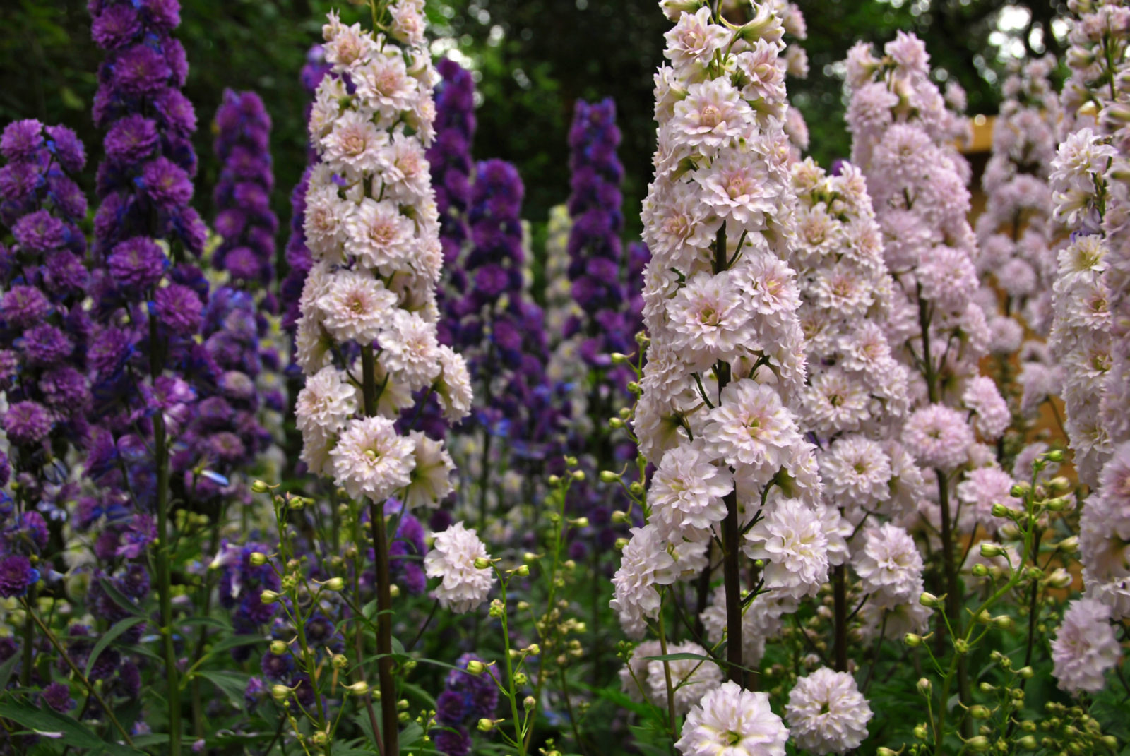 pink and purple flowering delphiniums growing outside in a field