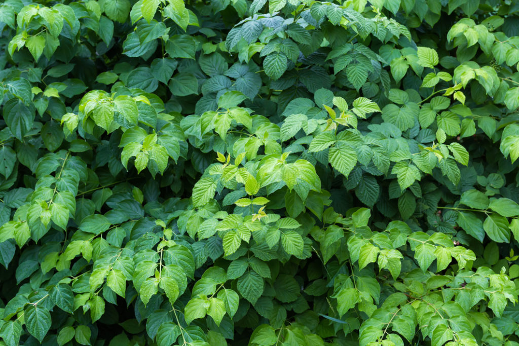 close-up of a shrub with green foliage 