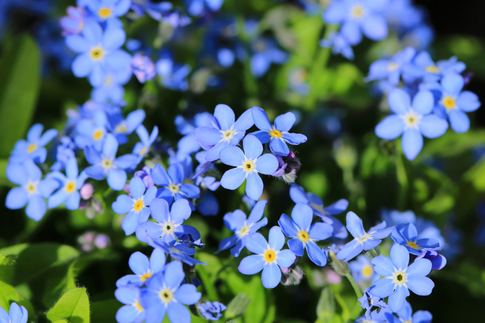 tiny clusters of blue flowers from a forget-me-not plant growing outdoors
