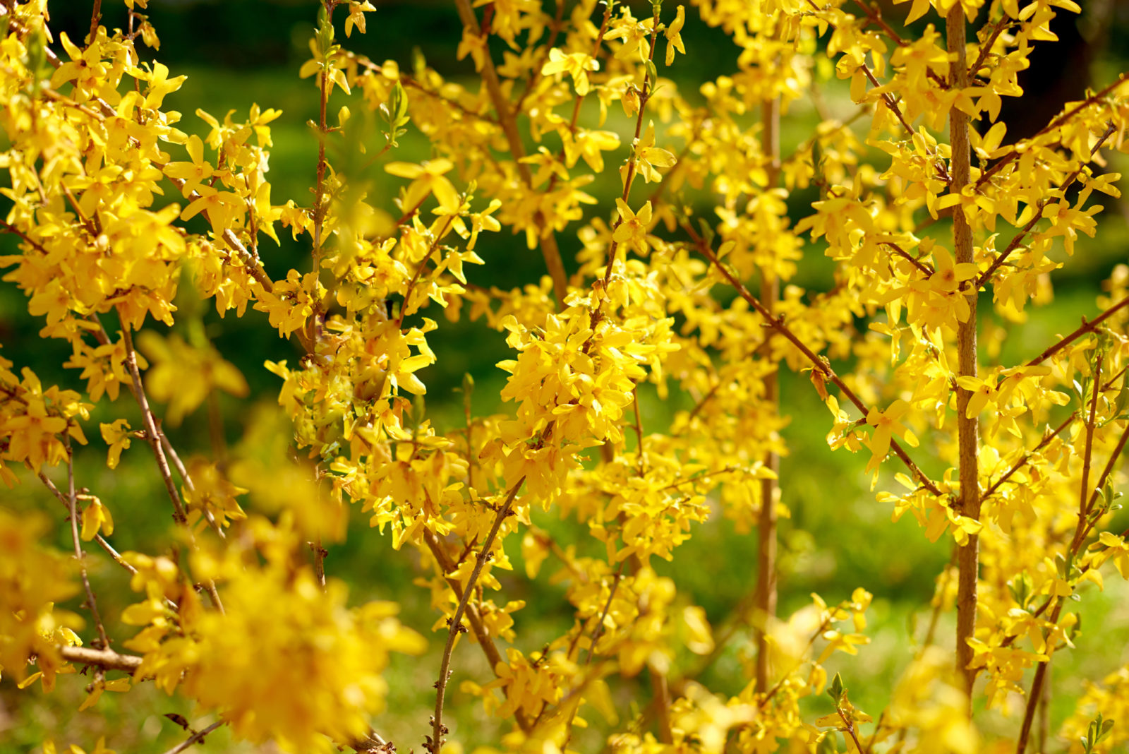 forsythia shrub with yellow leaves and light brown stems growing outside