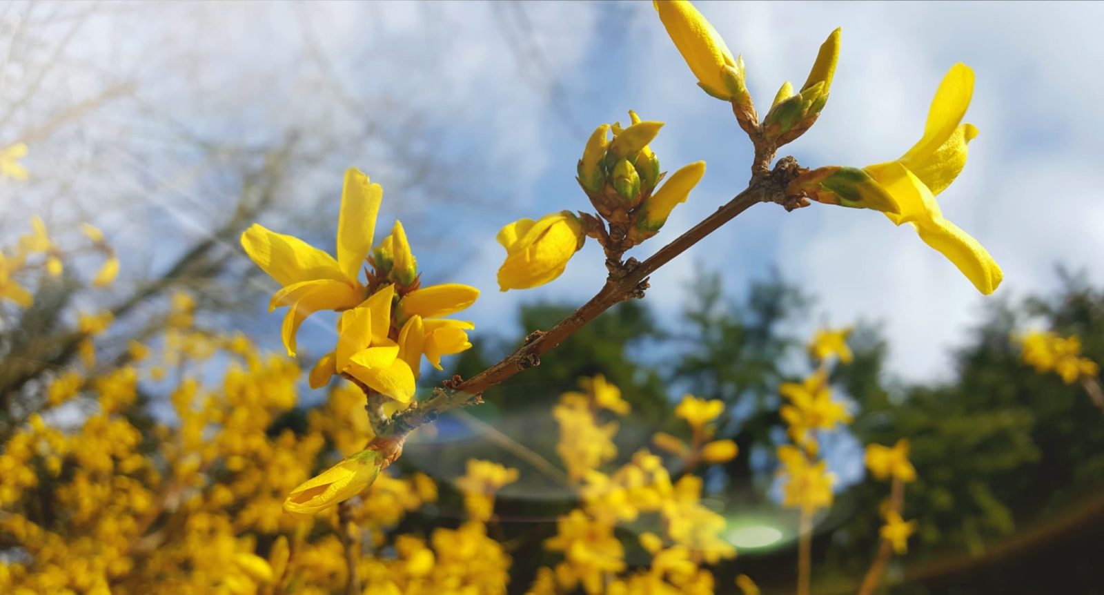 yellow forsythia starting to bloom against a cloudy sky in the background