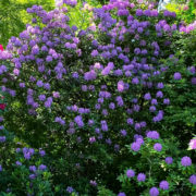 purple and red flowering shrubs growing outside next to each other