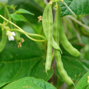 french bean plant bearing long green beens and yellow flowers