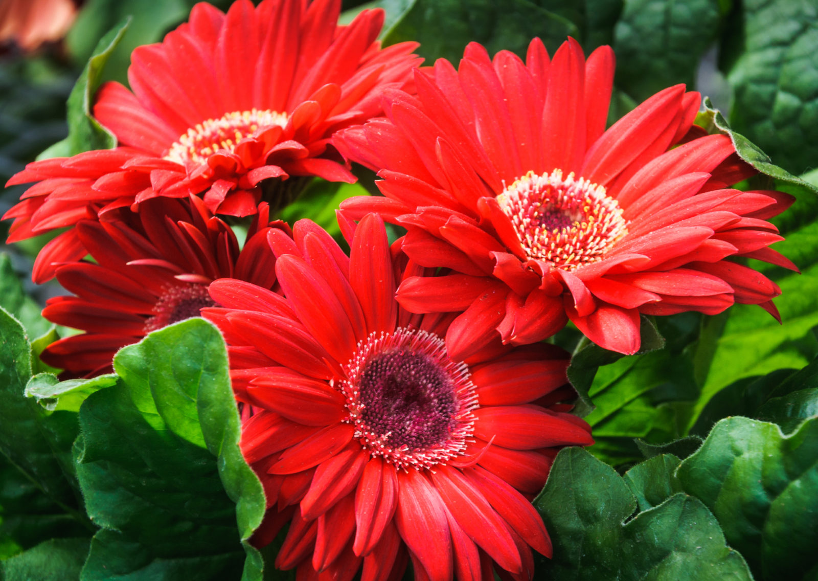 red flowering geberas with green foliage growing outdoors