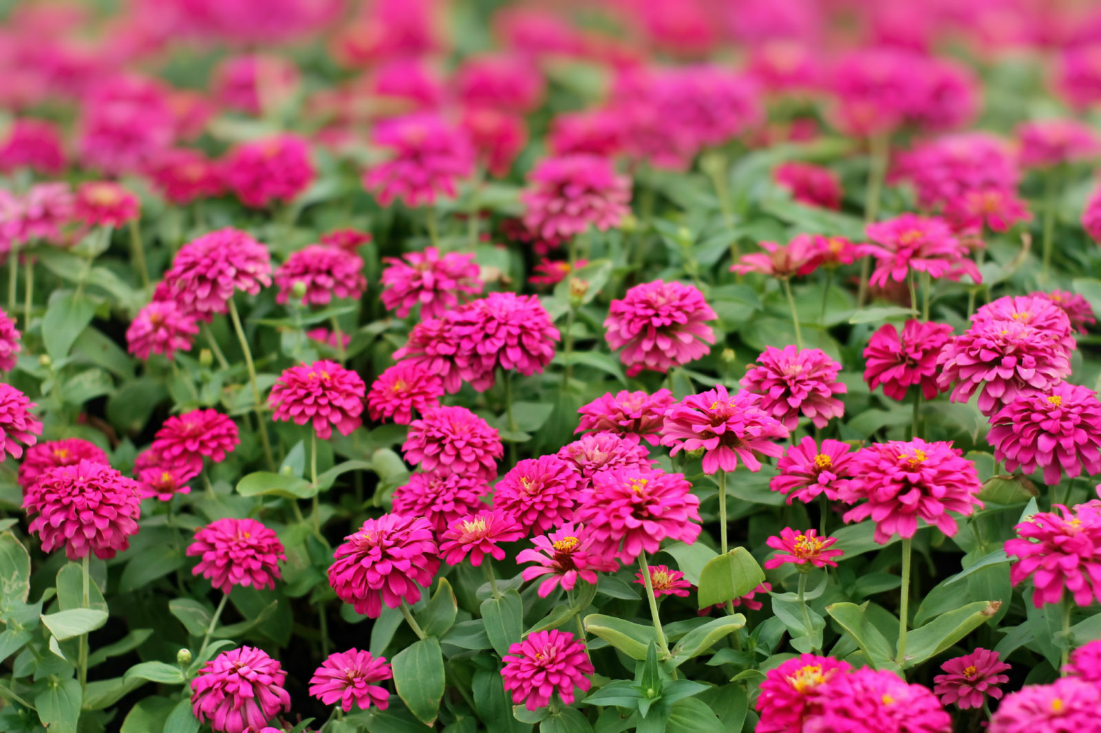 pink flowering gerbera growing outside in a field