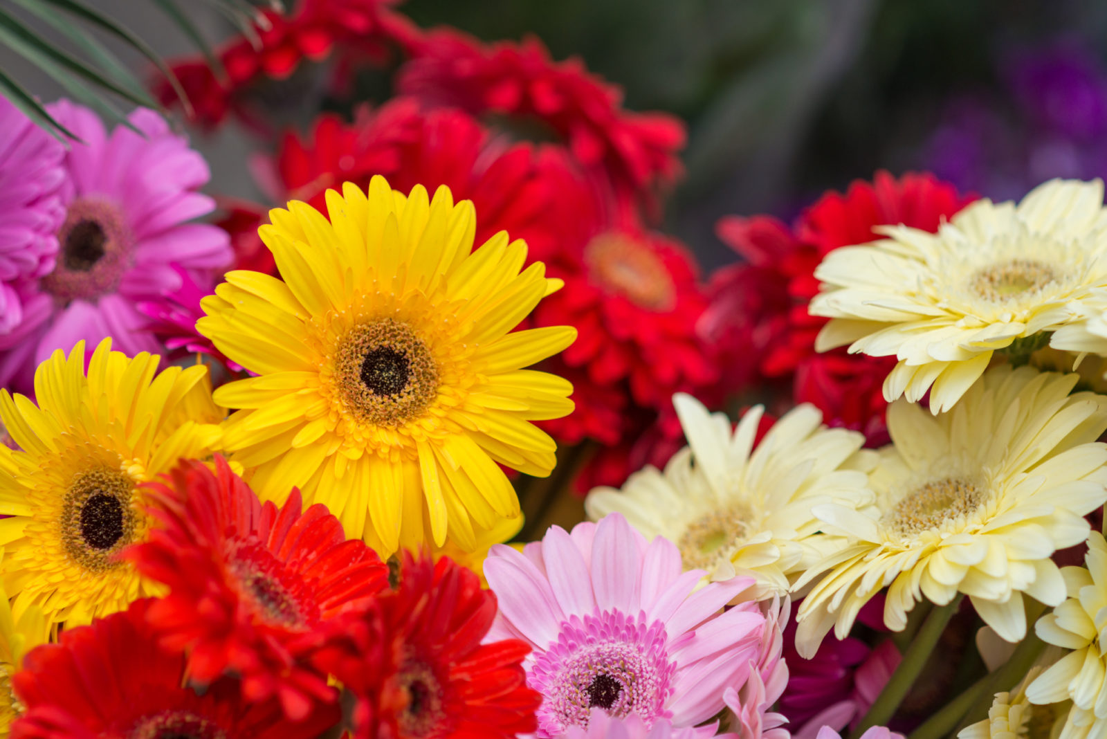 pink, white, yellow and red flowering gerberas growing next to each other