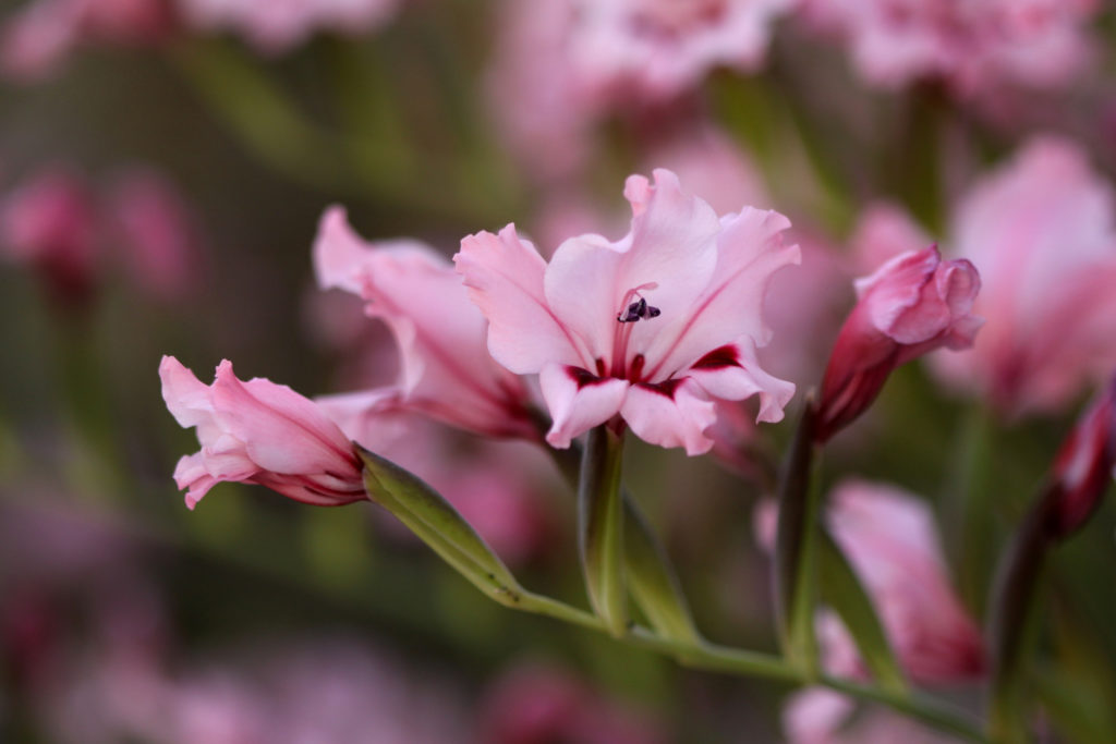 Overwintering Gladiolus Corms In 4 Steps Horticulture.co.uk